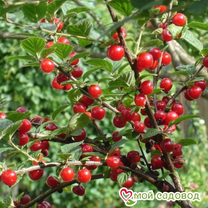 Вишня войлочная Алиса