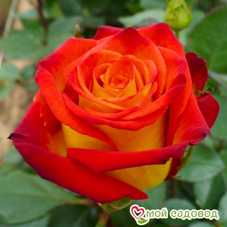 Роза Френдли