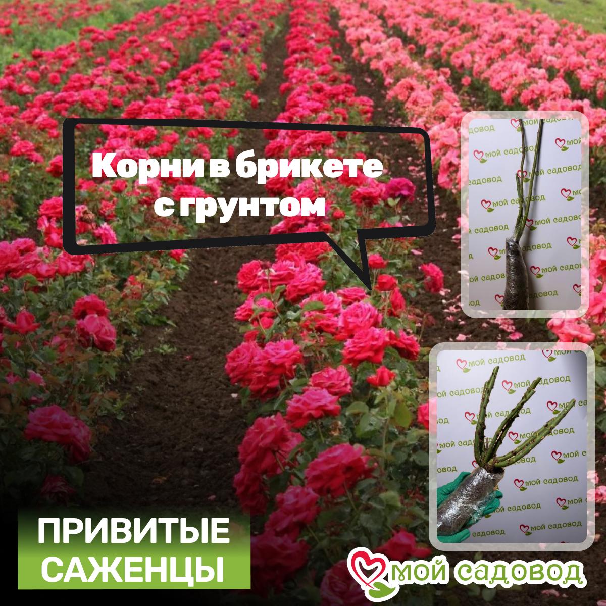 Роза Клэр Остин